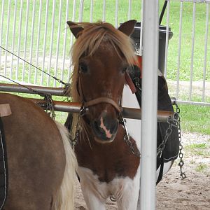 Domestic Horse (Equus ferus caballus) - Circus World Museum