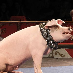 Domestic Pig (Sus scrofa domesticus) - Circus World Museum