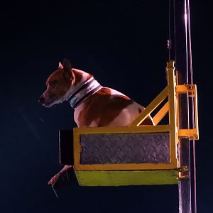 Domestic Dog (Canis lupus familiaris) - Circus World Museum