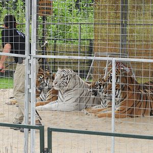 Tigers (Panthera tigris) - Circus World Museum