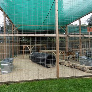 Tiger exhibit #1 (New in 2018) - Show Me Tigers - Circus World Museum