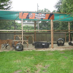 Tiger exhibit #2 (New in 2018) - Show Me Tigers - Circus World Museum