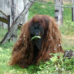 Sumatran orangutan 2018