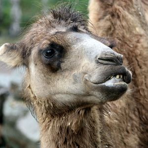 Bactrian camel 2018