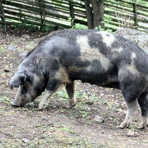 Swedish landrace pig (Linderödsvin) 2018