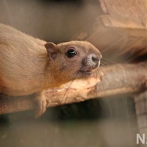 Cream-coloured giant squirrel, June 2016