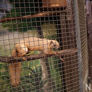 Cream-coloured giant squirrel, June 2016