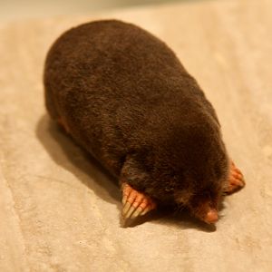 European mole (Talpa europaea)