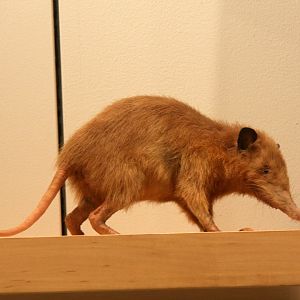 Hispaniolan solenodon (Solenodon paradoxus)