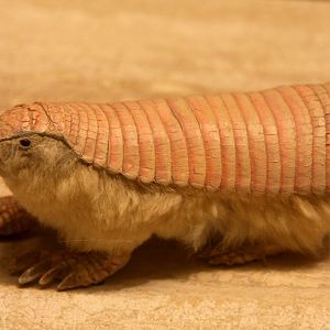 pink fairy armadillo (Chlamyphorus truncatus)