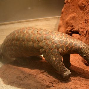 giant pangolin (Smutsia gigantea)
