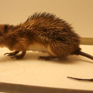 armored rat (Hoplomys gymnurus)