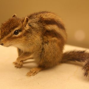 Cambodian striped squirrel (Tamiops rodolphii)