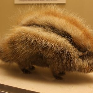 crested rat (Lophiomys imhausi)