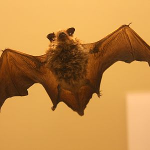 common pipistrelle (Pipistrellus pipistrellus)
