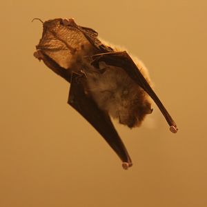 Spix's disk-winged bat (Thyroptera tricolor)