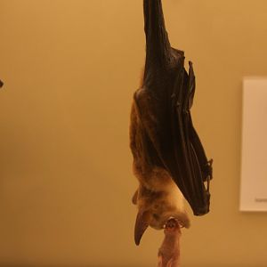 spectral bat (Vampyrum spectrum)