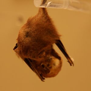 eastern red bat (Lasiurus borealis)