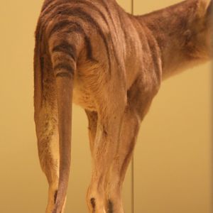 thylacine-not alive (Thylacinus cynocephalus)