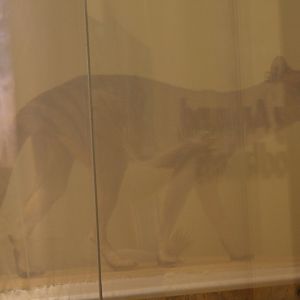 thylacine-not alive (Thylacinus cynocephalus)