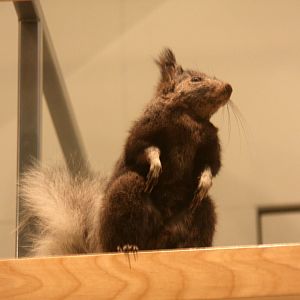 Abert's squirrel (Sciurus aberti aberti)