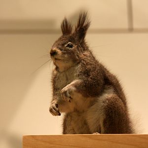 Kaibab squirrel (Sciurus aberti kaibabensis)