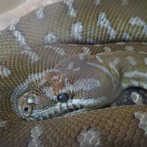 Bredl's Python - morelia bredli