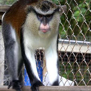 mona monkey (Cercopithecus mona) 2013