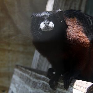 sp ID? Red-mantle Saddle-back Tamarin (Leontocebus lagonotus) 2013