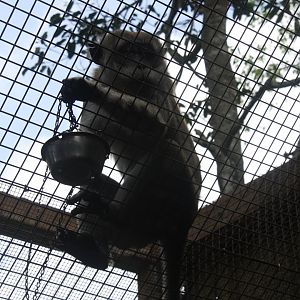 crab-eating macaque (Macaca fascicularis) 2013