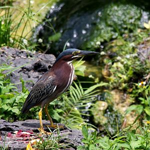 green heron (Butorides virescens) 2013