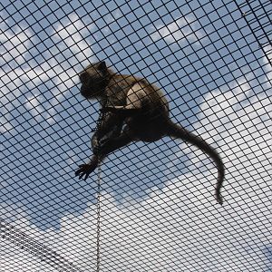 crab-eating macaque (Macaca fascicularis) 2013