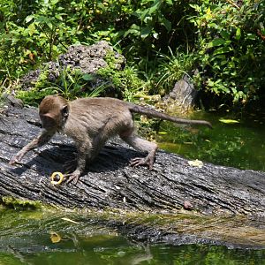 crab-eating macaque (Macaca fascicularis) 2013
