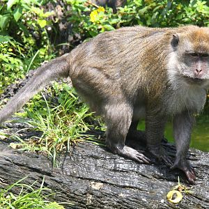crab-eating macaque (Macaca fascicularis) 2013