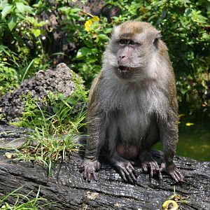 crab-eating macaque (Macaca fascicularis) 2013