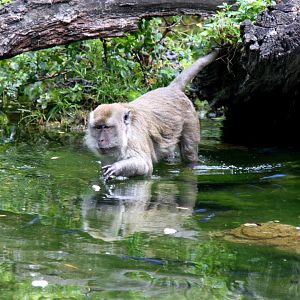 crab-eating macaque (Macaca fascicularis) 2013