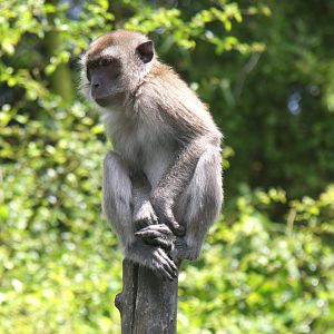 crab-eating macaque (Macaca fascicularis) 2013