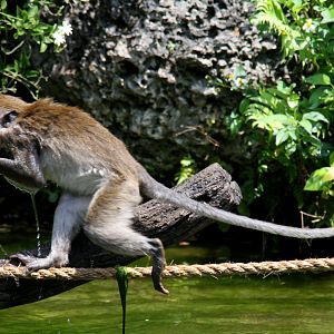 crab-eating macaque (Macaca fascicularis) 2013