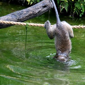 crab-eating macaque (Macaca fascicularis) 2013