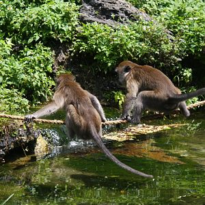 crab-eating macaque (Macaca fascicularis) 2013