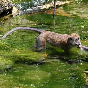 crab-eating macaque (Macaca fascicularis) 2013