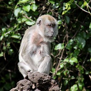 crab-eating macaque (Macaca fascicularis) 2010