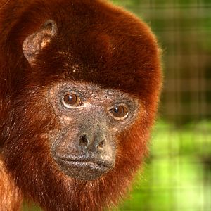 Venezuelan red howler (Alouatta seniculus) 2010