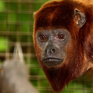 Venezuelan red howler (Alouatta seniculus) 2010