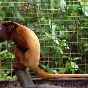 Venezuelan red howler (Alouatta seniculus) 2010