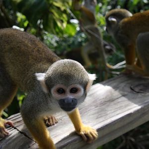 common squirrel monkey (Saimiri sciureus) 2010