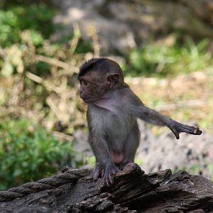 crab-eating macaque (Macaca fascicularis) 2010