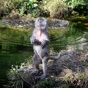 crab-eating macaque (Macaca fascicularis) 2010