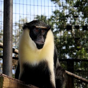 Diana monkey (Cercopithecus diana)