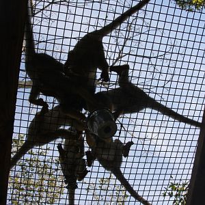 crab-eating macaque (Macaca fascicularis) 2010